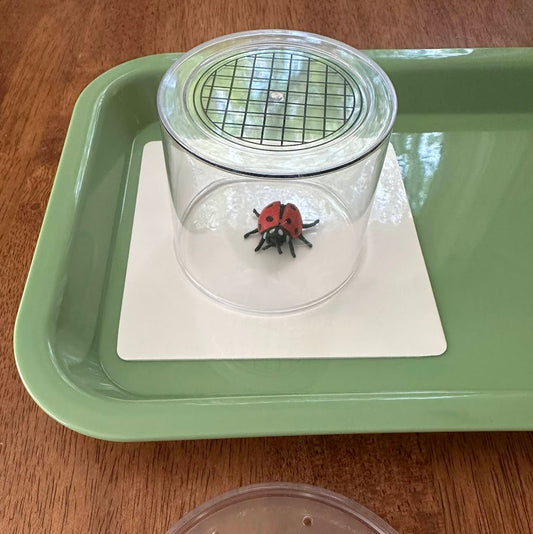 Bug Catching Tray