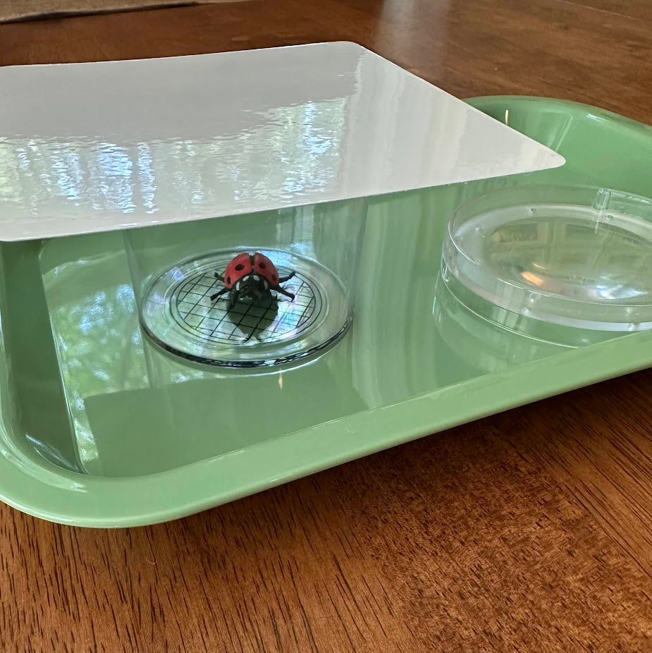 Bug Catching Tray