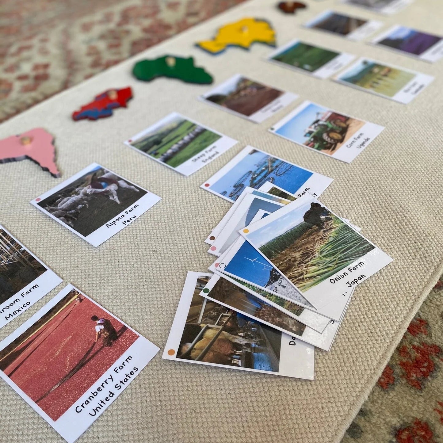 Montessori Botany Bundle