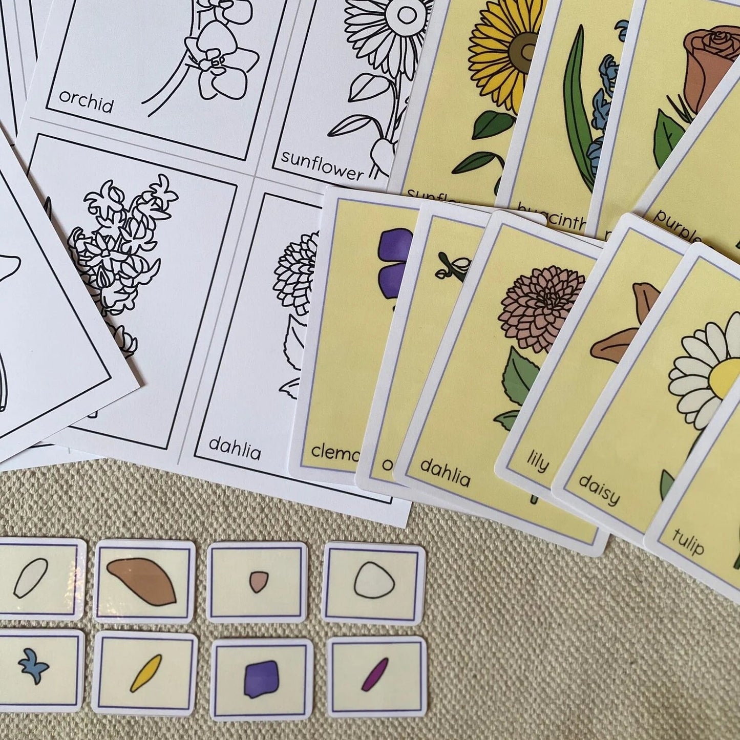 Montessori Botany Bundle