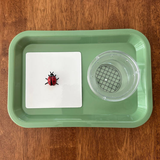 Bug Catching Tray