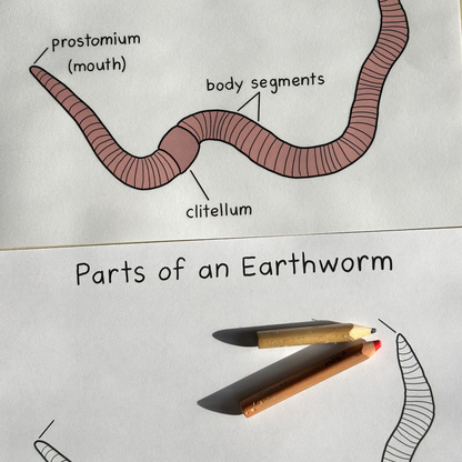 Learn About Earthworms