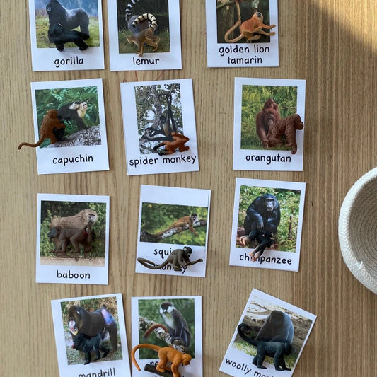 Apes and Primates
