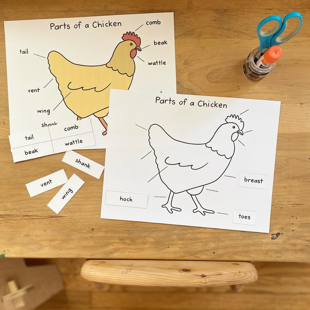 Parts of a Chicken