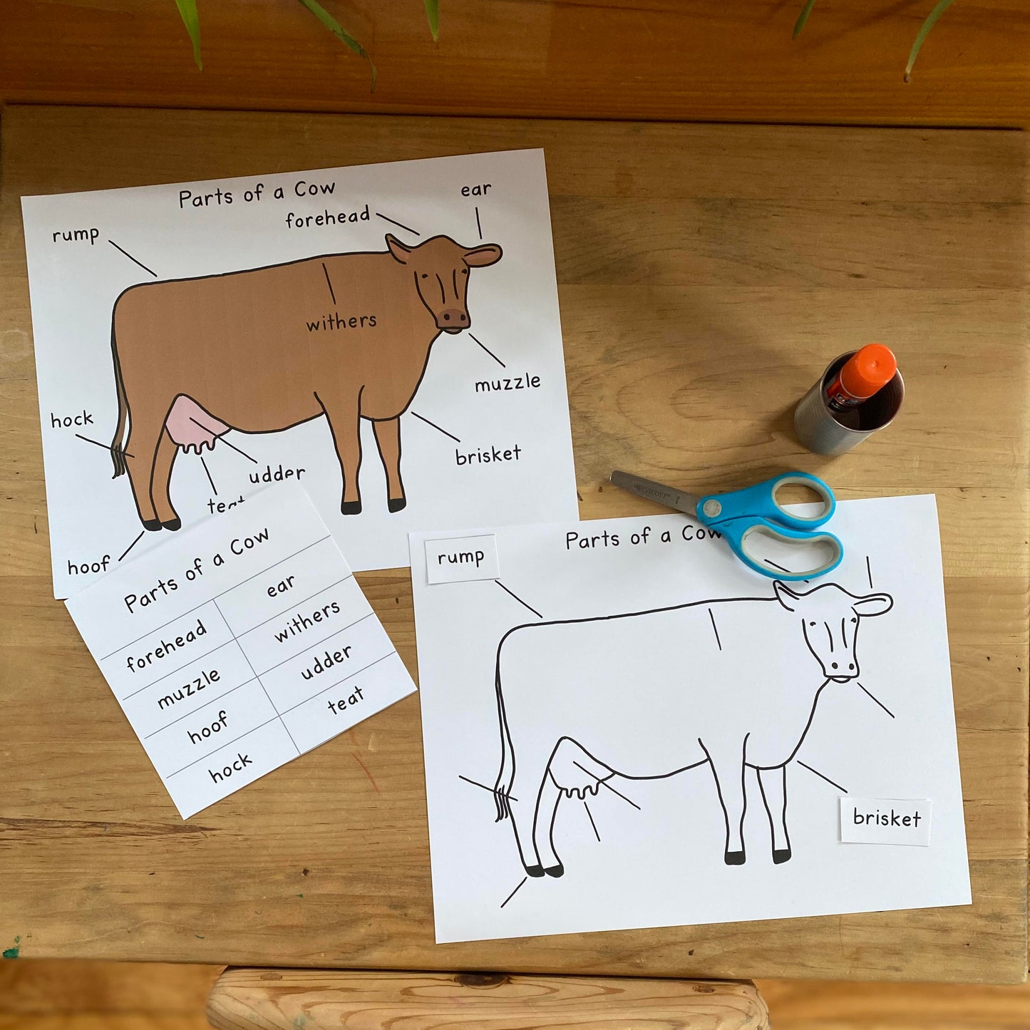 Parts of a Cow