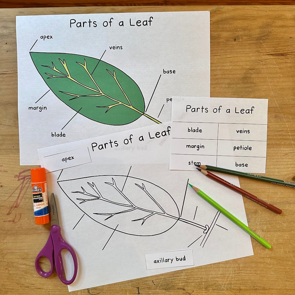 Parts of a Leaf Poster and Booklet Set