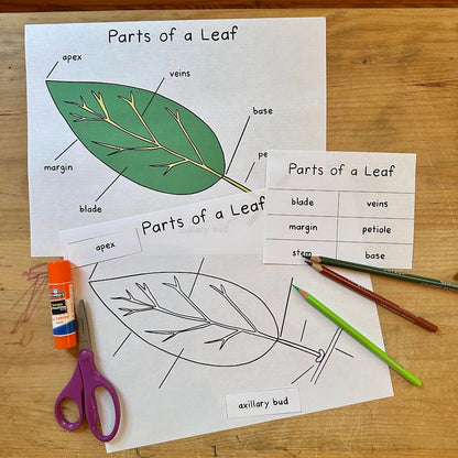 Parts of a Leaf Poster and Booklet Set
