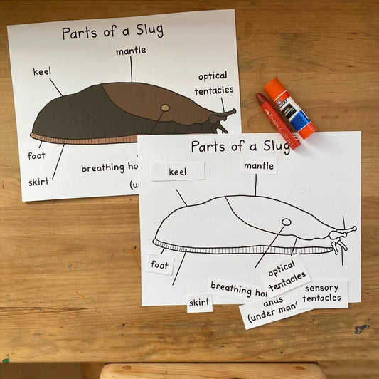 Parts of a Slug